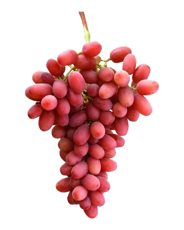 Bunch of Crimson Seedless grapes