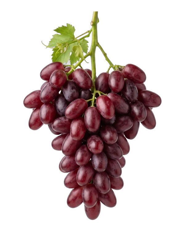 Bunch of Jack's Salute grapes, a red seedless variety