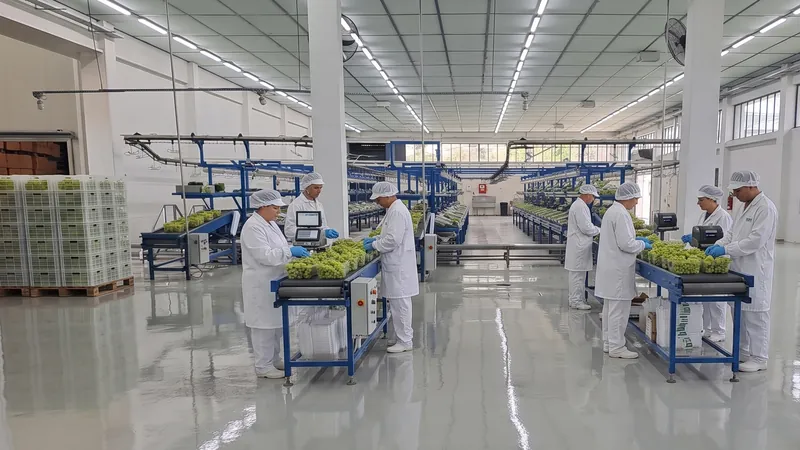 Mitarbeitende verpacken helle Trauben in Schalen an den Sortierlinien des Packhauses Mintzilis
