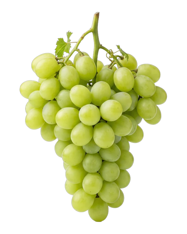 Bunch of Sugar Crisp grapes, a white seedless variety