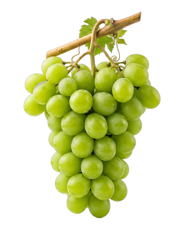 Bunches of table grapes in three colours: white, red and black