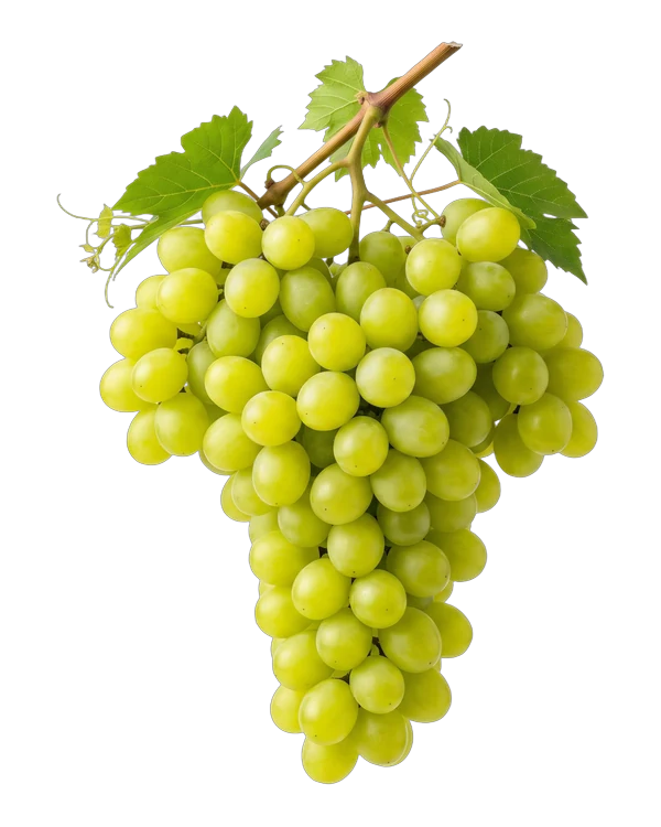Bunch of Thompson Seedless grapes, a white seedless variety