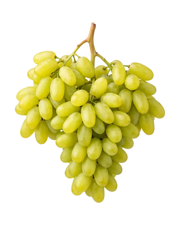 Bunch of Thompson Seedless grapes