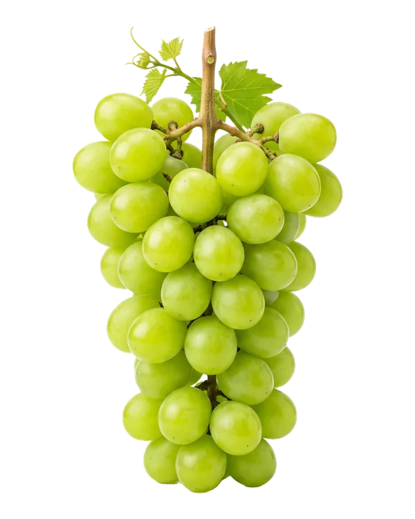 Bunch of Victoria grapes